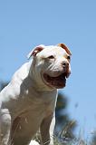 BOULEDOGUE AMERICAIN 058